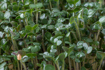 he microgreen in plastic trays for planting young plants. Microgreen are young vegetable green or...