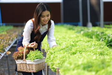 Fototapeta premium Female farmer working in a hydroponics greenhouse picking and harvesting vegetables in the field.