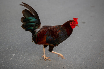 rooster in the farm