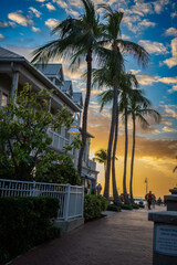 trees on the beach at sunset