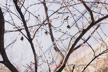 Decorative outdoor string light bulbs hanging on tree in city urban street - decor outdoor spring cafe