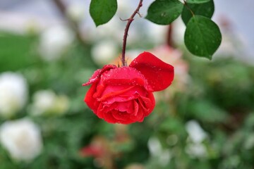 Obraz premium 로즈, flower, red, 뜰, 네이처, 분홍, 꽃봉오리, 식물, love, 미, 로즈, 블로섬, 식물, 개화, 나뭇잎, flower, 여름, beautiful, 단 하나, 꽃잎, 고립시키는, 로맨스, 줄기, 봄