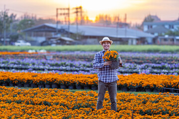 Asian gardener holding healthy orange marigold pot while working in his rural field farm for medicinal herb and cut flower business at sunset