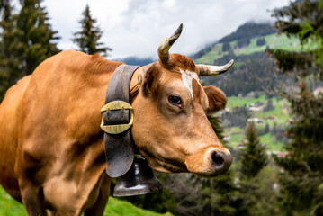Brown cow with horns and bell round its neck