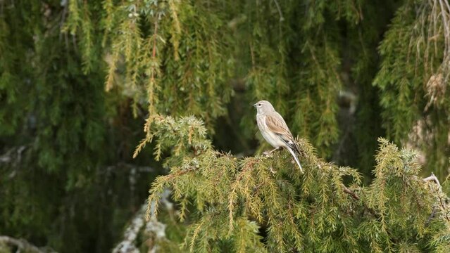Common linnet perched on a Juniper branch on a spring day in rural Estonia, Northern Europe