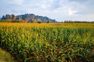 Corn field and limestone mountain, view around Noen Maprang district, tourist attraction in Phitsanulok, Thailand