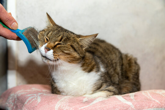Chatte adulte se faisant brosser derri&egrave;re les joues