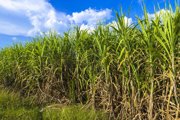 Naklejka premium High sugar cane ready to harvest, sugar cane farm in countryside