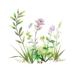 Fototapeta na wymiar Set of botanical illustrations. Garden beds and grass, wild flowers on a white background. set for landscape design.