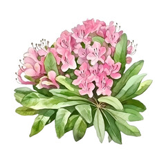 Shrub rhododendron light pink twig with flowers and leaves watercolor hand draw illustration on a white background.