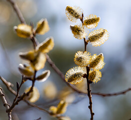 Young sprig of willow on blue background. Yellow pollen on fluffy flowers. Horizontal.