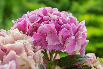 blooming colorful Hydrangea(Big-leaf Hyrdangea) flowers,close-up Hydrangea flowers blooming in the garden in summer.Two tone hydrangea flowers for gardening and decoration ideas.