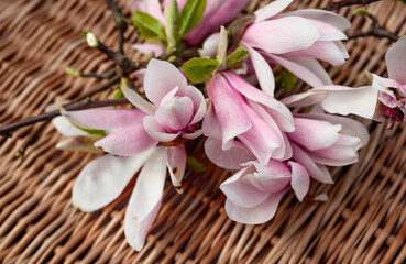 magnolia on a captive basket. Branches of blooming magnolia on a background of rattan. Spring mood. Spring. free place