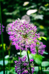 Purple flower in the garden