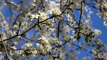 White cherry blossoms on branches