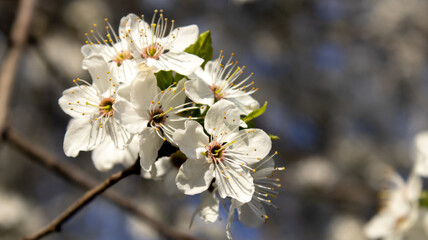 White flowers on the charry tree