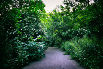 Fototapeta na wymiar Path in the garden summer nature