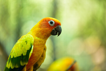Several colorful parrots are resting on the fence. This lovebird lives in the wild and can be housed with house pets. cute wildlife concept