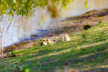 A bunch of yellow goslings