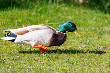 Mallard duck roaming the grass