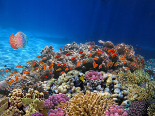 Beautiful tropical coral reef with shoal or red coral fish