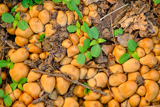 Many small wild forest yellow-orange mushrooms with fresh new leaves and black soil lit by the sun. Abstract pattern texture for natural woodland backgrounds. Top close-up view.
