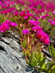 Succulent ice plants growing over white sand beach dune and wooden log blooming with bright pink flowers - 598951739