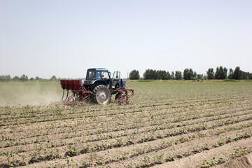 Farmer driving small cotton seedlings in cotton field with tractor