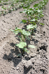 A field of sprouting cotton plants in Uzbekistan