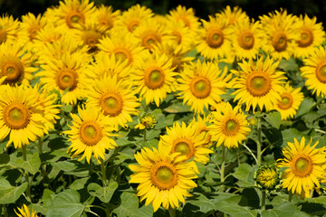 Obraz premium Beautiful yellow color sunflower in the agriculture farm background