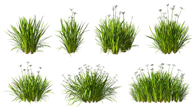 Grass meadow flowery shapes cut out 3d rendering png