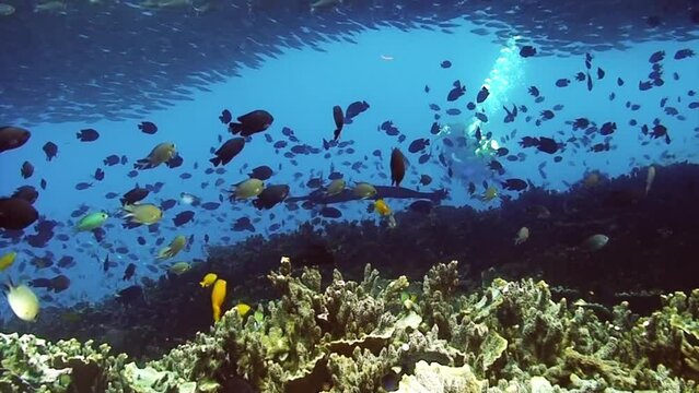 Amazing nature of underwater world with fish on coral reef, marine invertebrates in underwater wildlife of Philippine Sea. Relaxing video about nature, coral reef, sea and ocean life.