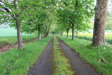 Chemin dans les bois, route dans la forêt