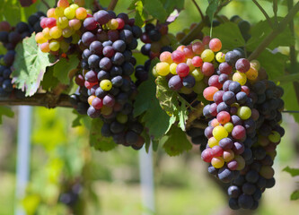 bunch of grapes, close up - 598954964