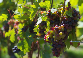 bunch of grapes, close up - 598954974