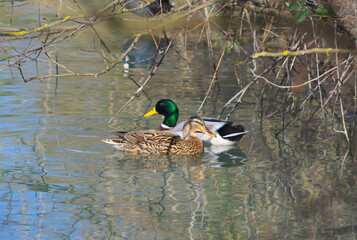 pair of ducks on the lake - 598955170
