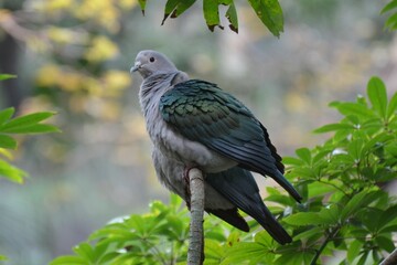 Portrait of a green imperial pigeon, Hong Kong Park - obrazy, fototapety, plakaty