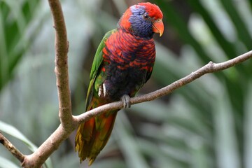 Portrai of a coconut lorikeet at Hong Kong Park