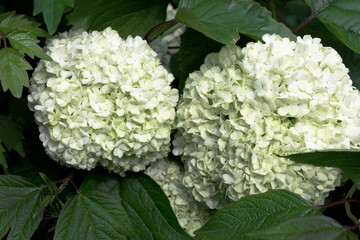 Guelder Rose(Snowball tree)