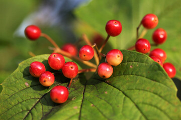 Guelder Rose(Snowball tree) Berries