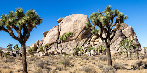 Joshua Tree NP, California, USA - December 1, 2021:  Rock formations, giant bouders and iiconic...