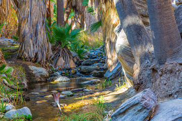 Palm Springs Panorama