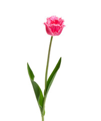 Obraz premium Tulip flower isolated on white
