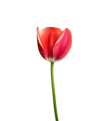 Tulip flower isolated on white