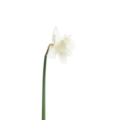 Naklejka na ściany i meble Narcissus flower isolated on white