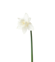 Narcissus flower isolated on white