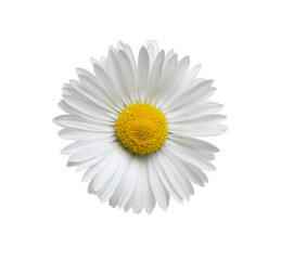 Chamomile or camomile isolated on white