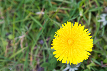 Dandelion on green grass © Patrick Bay Damsted
