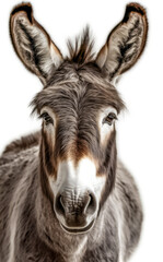 Portrait of a donkey on a white background, close-up. Generative AI.