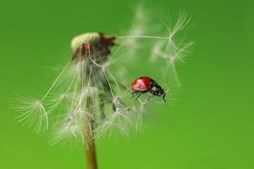 Beautiful flying red ladybug with white dandelion fluffy. Macro shot. Selective focus with copy...